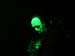 Cephalic Carnage