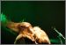 Arkona