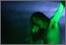Finntroll