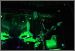 Gamma Ray