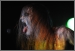 Taake