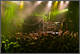Septicflesh