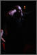 Blaze Bayley
